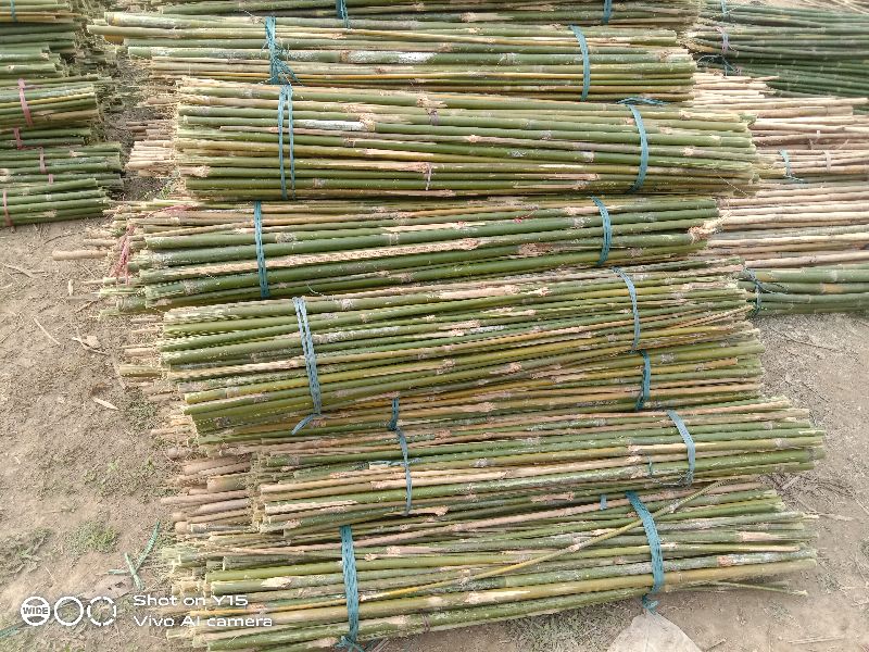4 Feet Bijli Bamboo