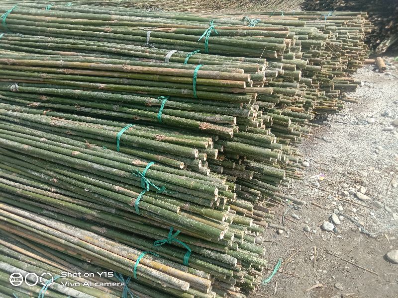 6 Feet Bijli Bamboo