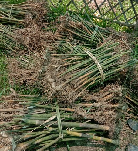 Bamboo Rhizome Plant