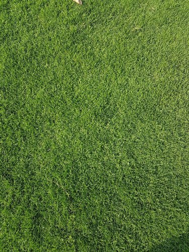 Bermuda Lawn Grass