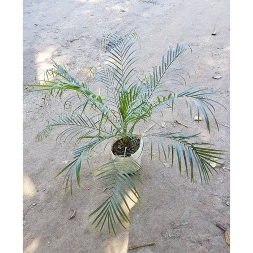 Fonesh Palm Plants
