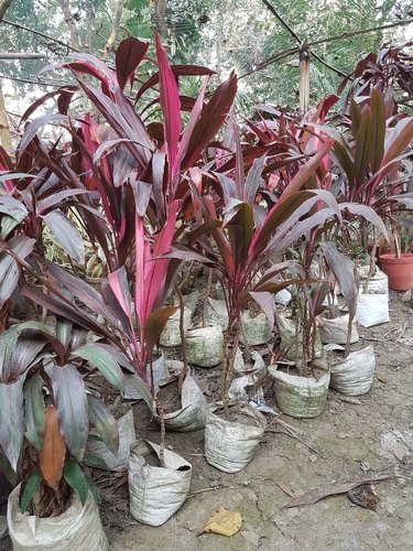 Red Desina Plants