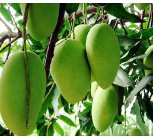 Amrapali Mango Plants
