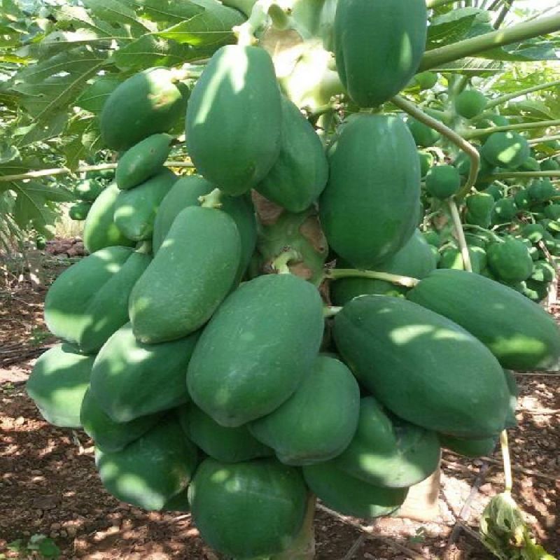 Green Berry Papaya Plants