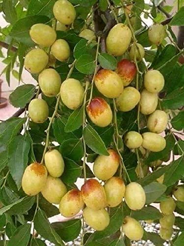 Kashmiri Apple Ber Plants
