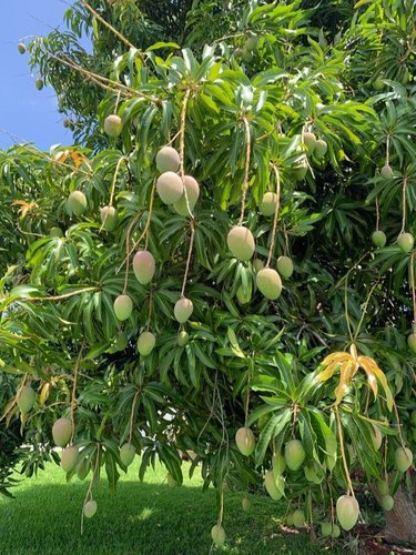 Safeda Mango Plants