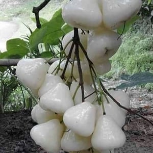 White Jamun Plants