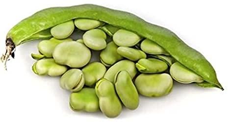 Bean Seeds