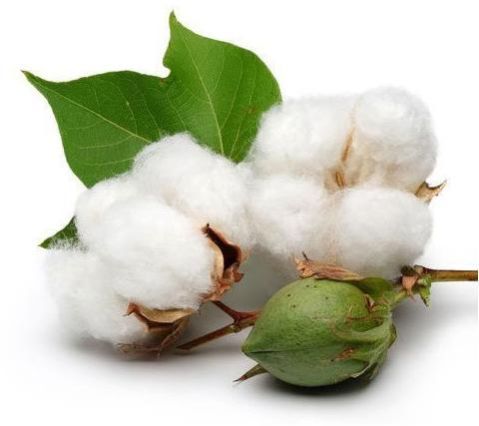 Cotton Seeds