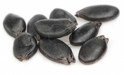 Ridge Gourd Seeds