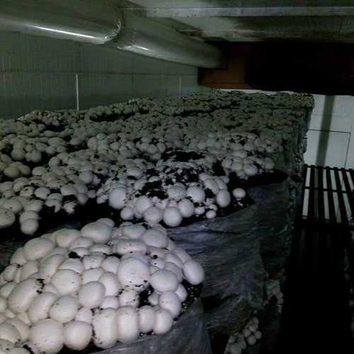 Mushroom Growing Chambers