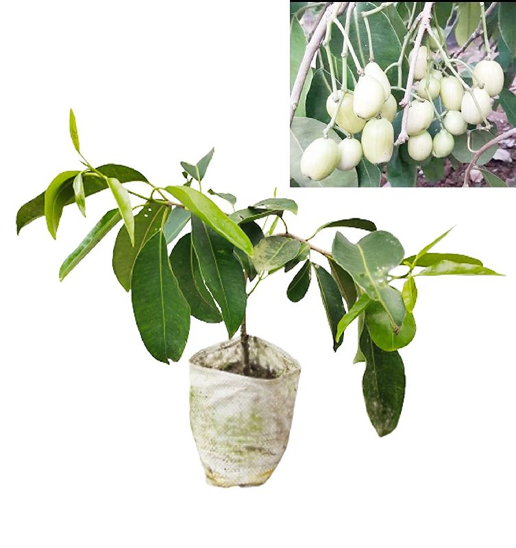 Jamun Plants