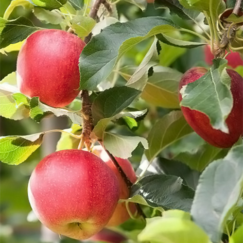 Red Apple Plants