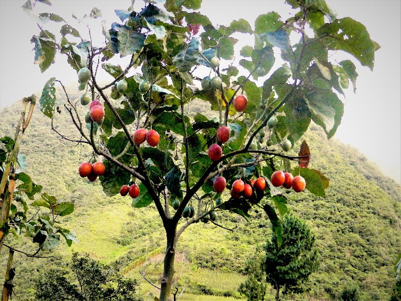 Tamarillo Plants