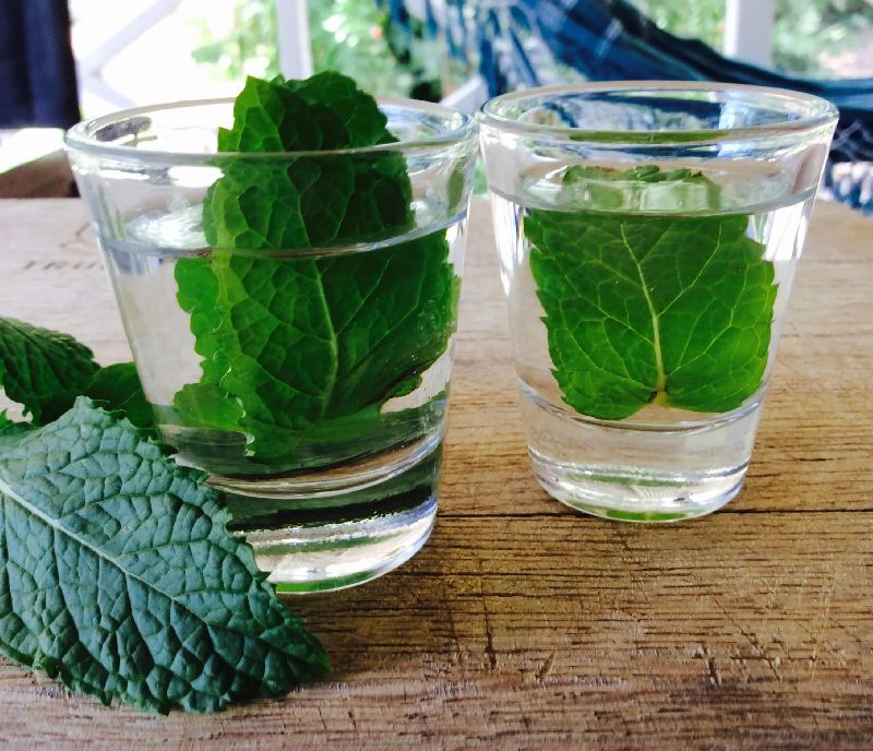 Peppermint Hydrosol Water