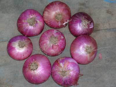 Rashidpura Onion