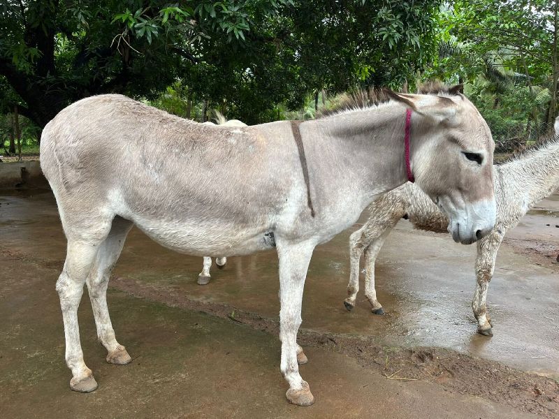 Big Katwadi Donkey