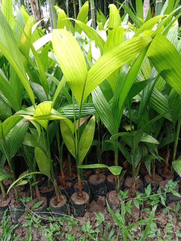 arecanut plant
