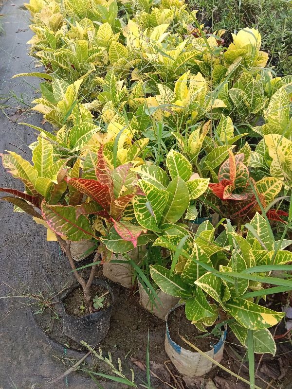 Croton Plants