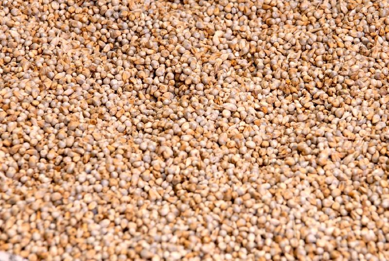 Indian Pearl Millet