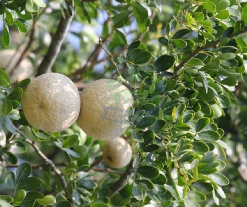 Fresh Bael Fruit