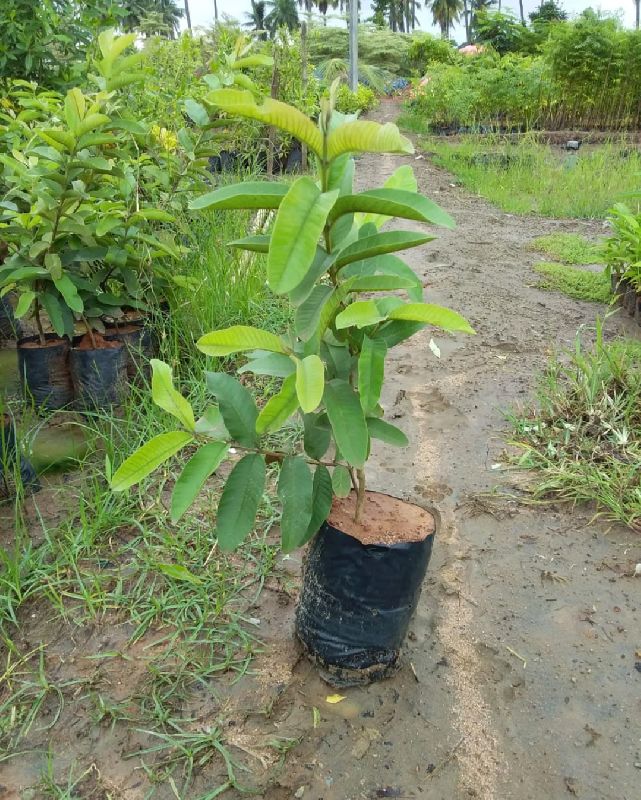 VNR Guava Plant's
