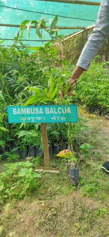 Bambusa Blacoa plant