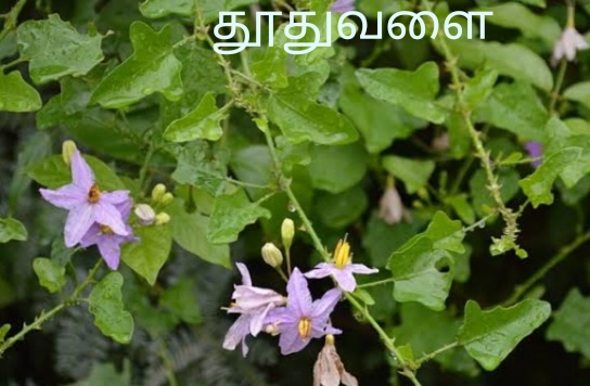 Thuthuvalai