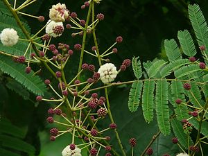 Acacia Pennata Plant