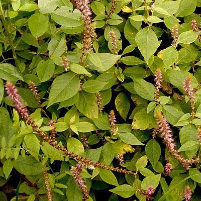 Achyranthes Aspera Plant