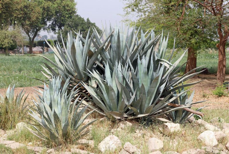 Agave Americana Plant
