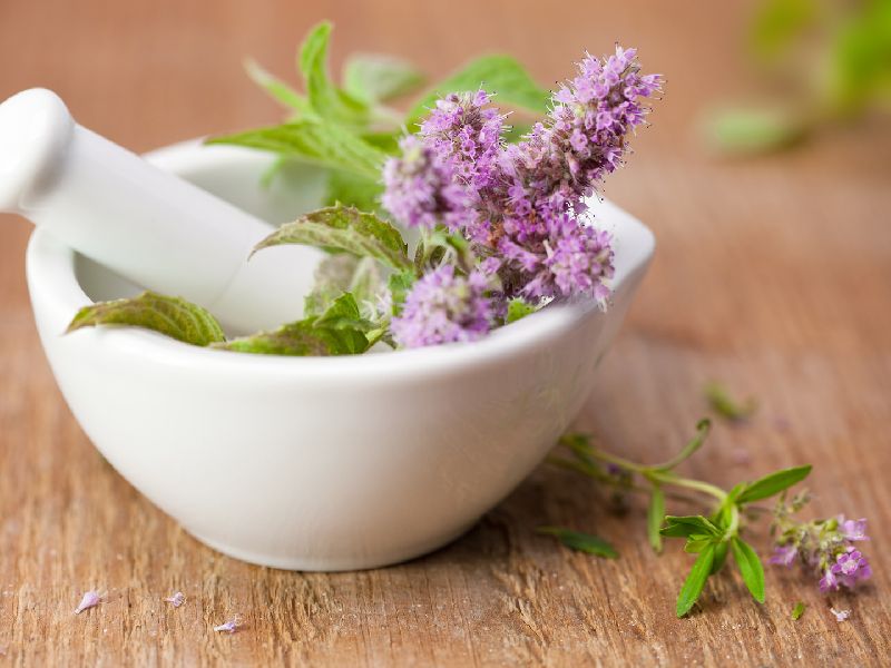 Wellness Herbs Exporter Saudi Arabia