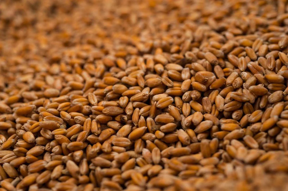 Hard Red Winter Wheat Seeds