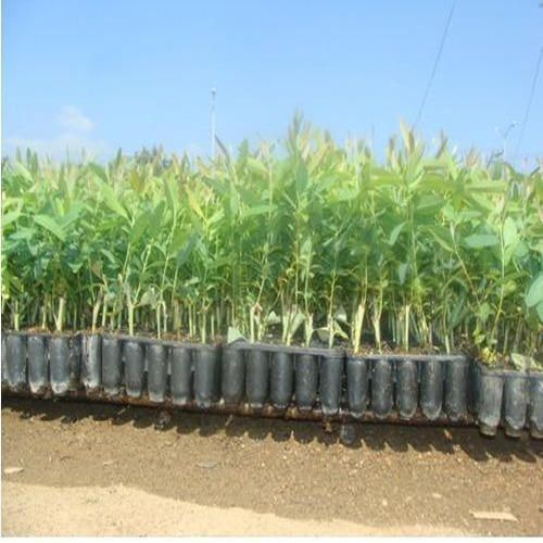 Eucalyptus Clonal Plants