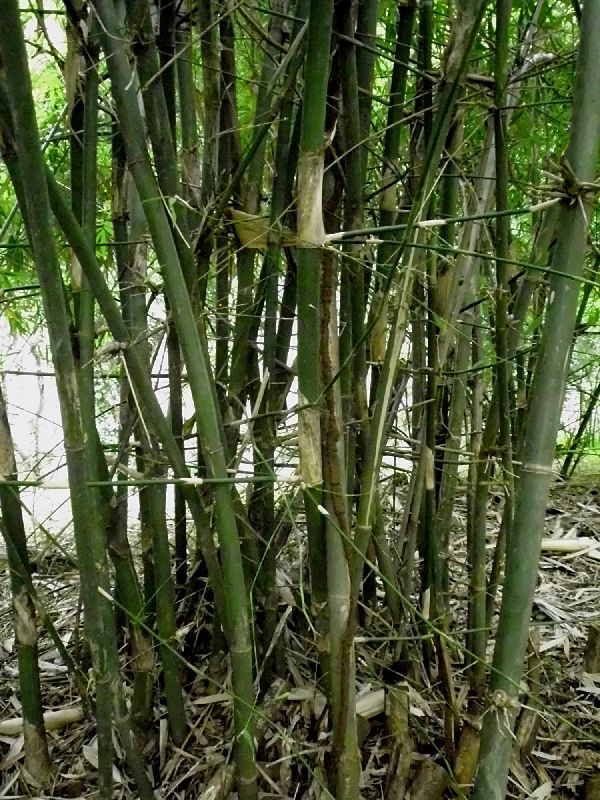 Green Bambusa Tulda Bamboo Plant