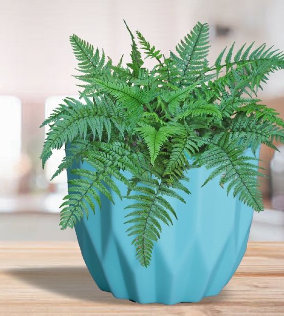 Flora Plastic Pot