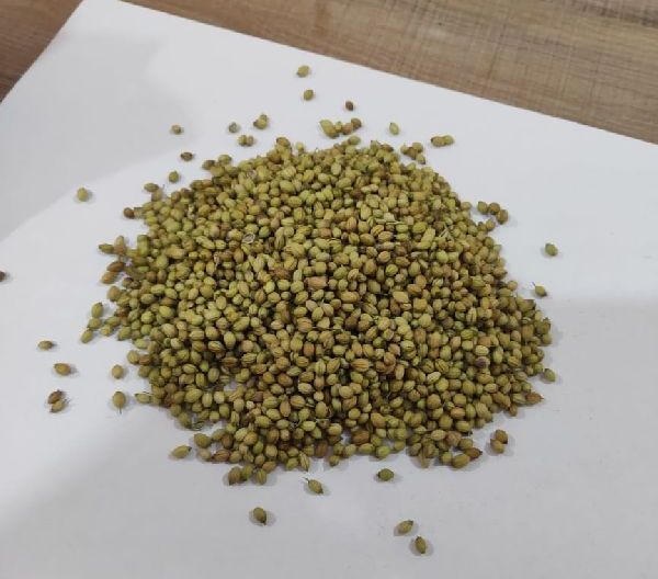 Coriander Seeds
