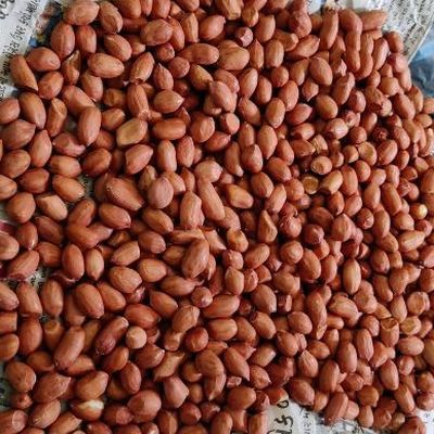 Peanut Kernels