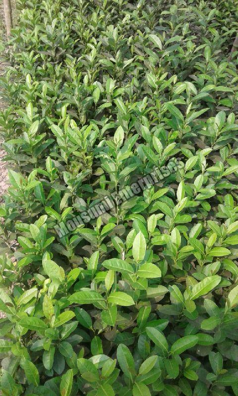 Assam lemon plant