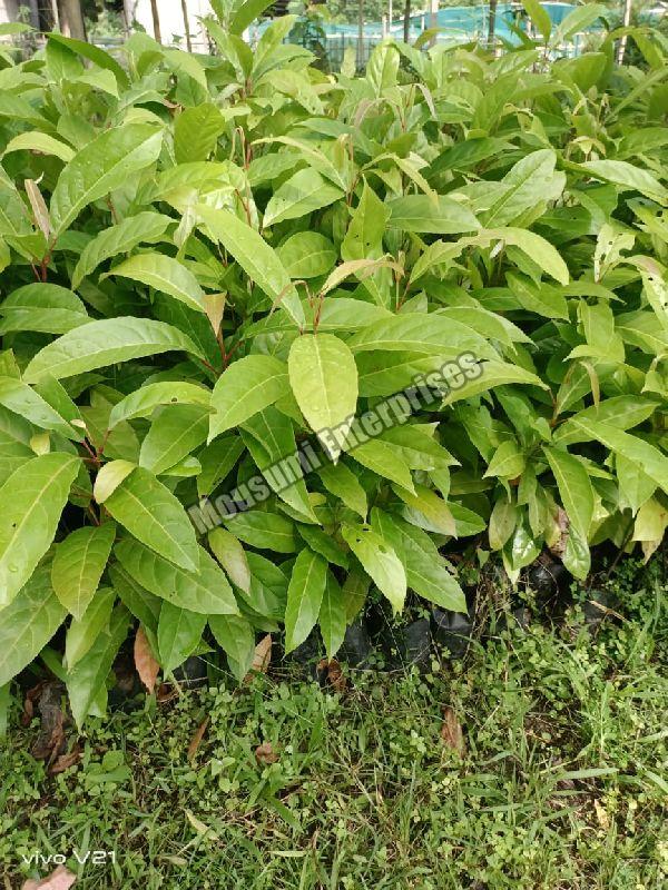 Golden Champa Plant