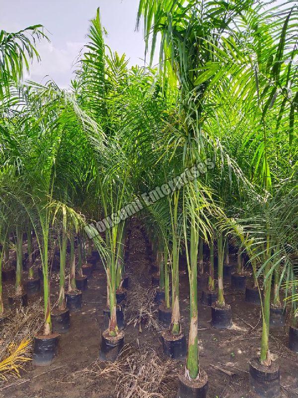 Royal Palm Plant