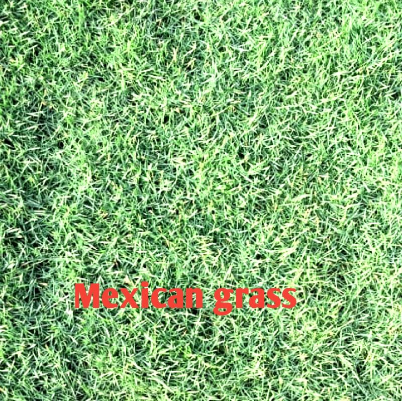 Mexican Grass