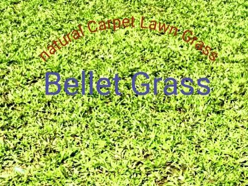 Natural Ballet Lawn Grass