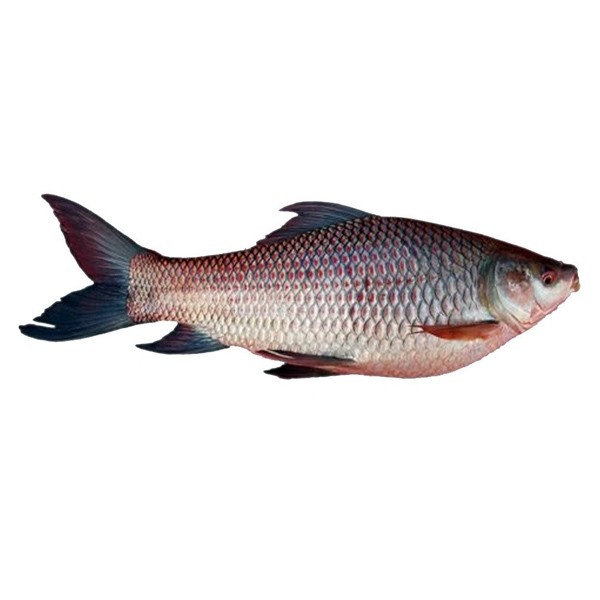 fresh rohu fish