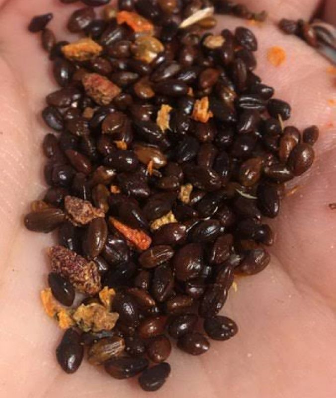 Sea Buckthorn Seeds