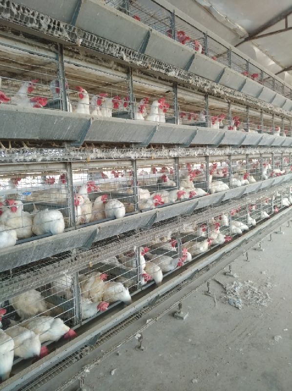 Poultry Trolley System