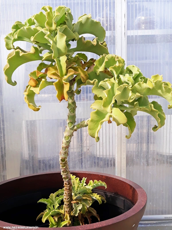 Kalanchoe Beharensis Plant