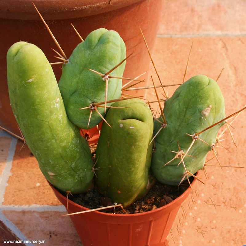 Trichocereus Bridgesii Cactus Plant