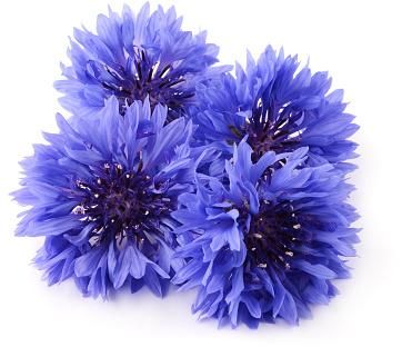 Blue Cornflower Herb