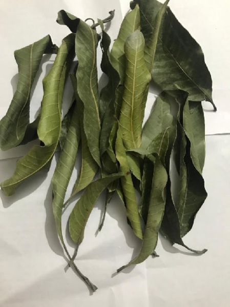 Dried Mango Leaves